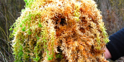 Moss