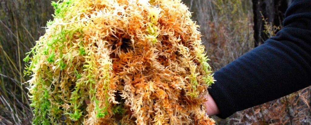 Una persona sostiene al aire libre un gran trozo de musgo o liquen de color verde brillante y naranja amarillento, con vegetación difuminada al fondo, lo que pone de relieve el papel que puede desempeñar la naturaleza en la reducción de los costes energéticos.